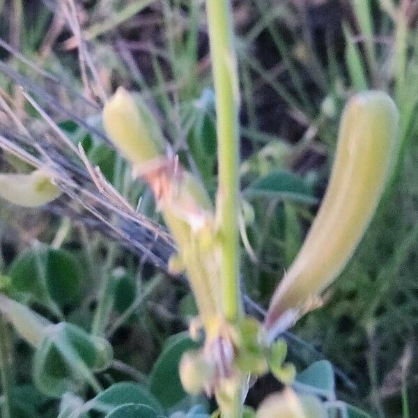 Crotalaria verdcourtii फल