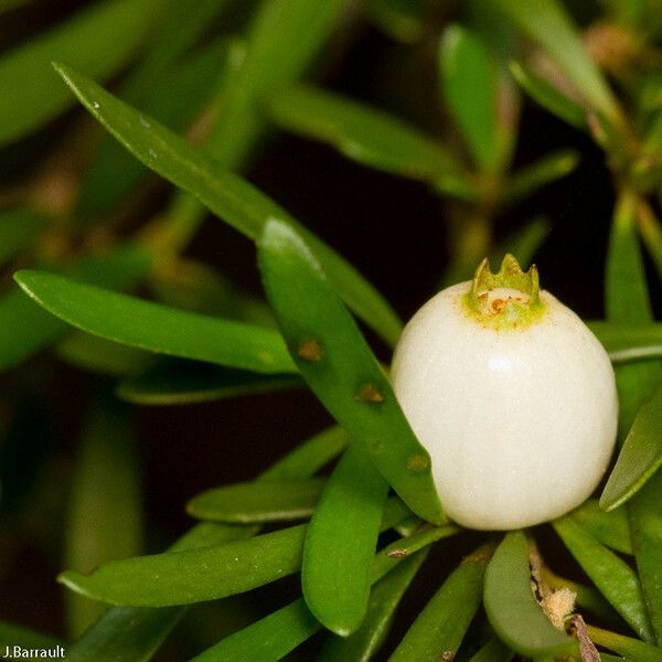 Psychotria deverdiana Frukto