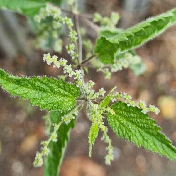 Urtica dioica Bloem