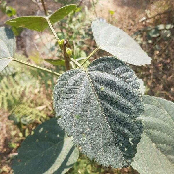 Clerodendrum infortunatum Frunză