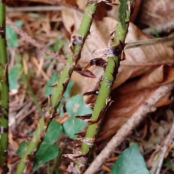 Dryopteris dilatata Кора