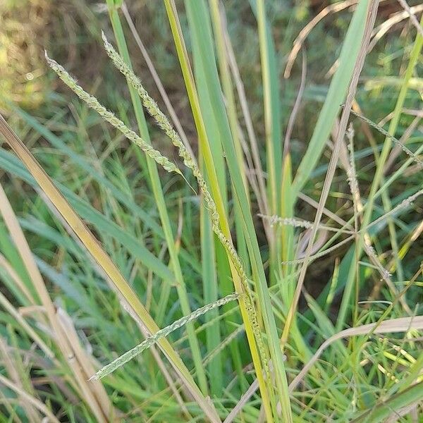 Paspalum urvillei Habit