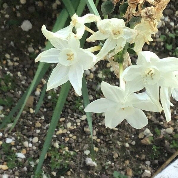 Narcissus papyraceus Blomst
