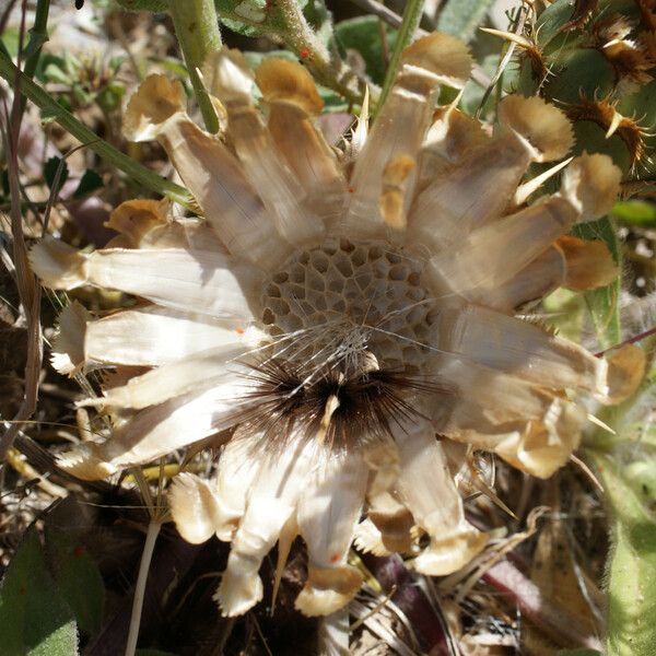 Centaurea acaulis Fruit