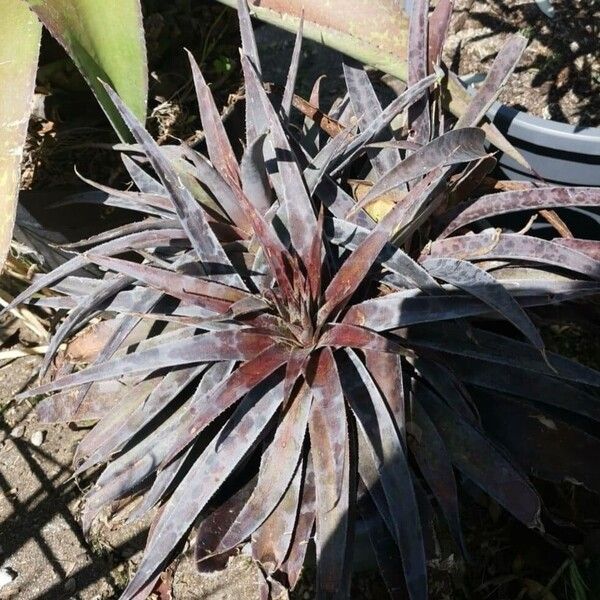 Agave maculata Levél