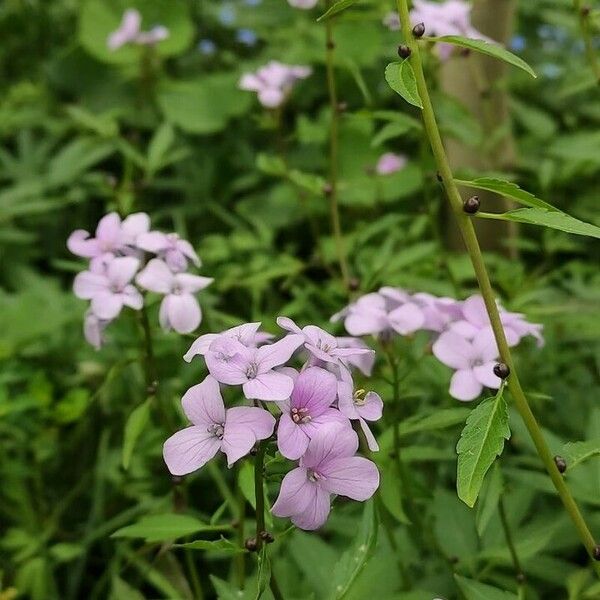 Cardamine bulbifera Květ