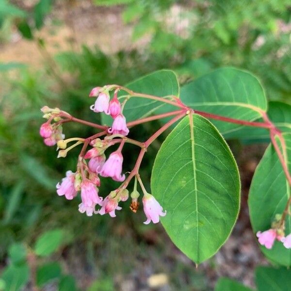 Apocynum androsaemifolium പുഷ്പം