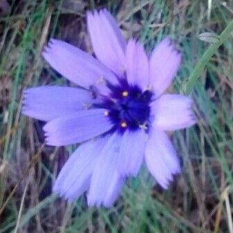 Catananche caerulea Virág