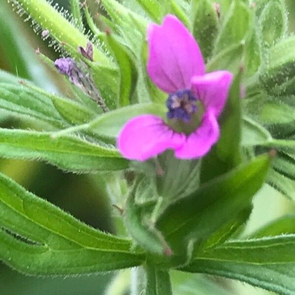 Geranium dissectum 花