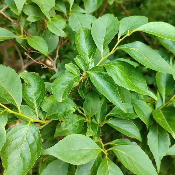 Styrax japonicus Leaf