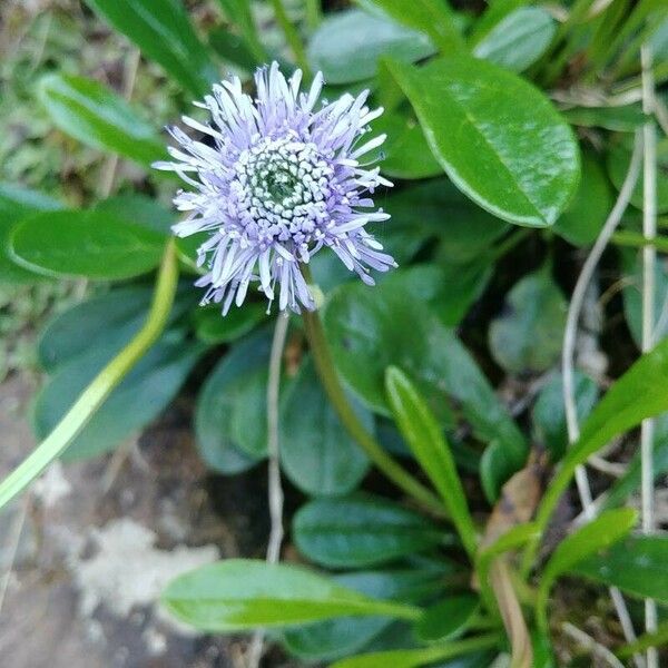 Globularia nudicaulis Квітка