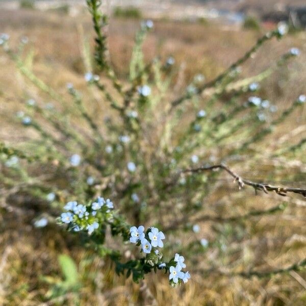 Lappula squarrosa Flower