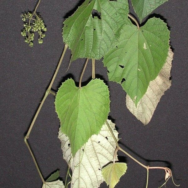 Vitis tiliifolia Egyéb