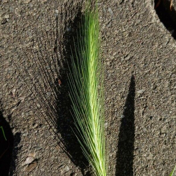 Hordeum murinum Fiore