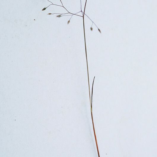 Aira caryophyllea Alkat (teljes növény)
