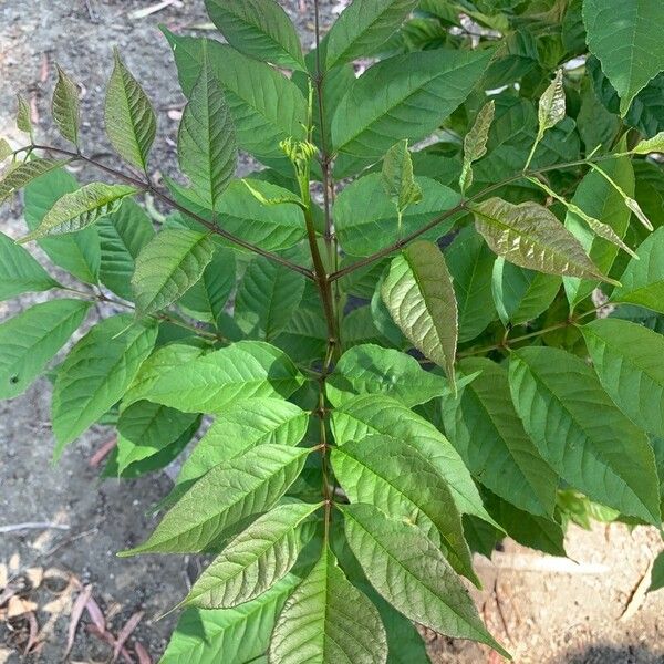 Fraxinus excelsior برگ