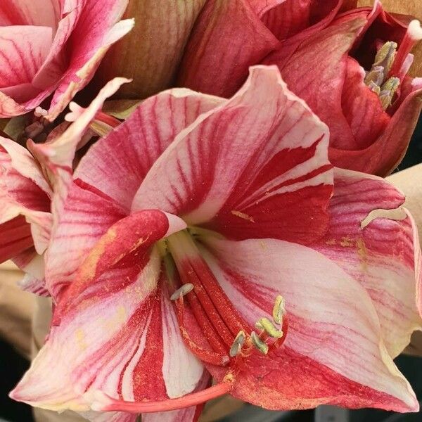 Hippeastrum reginae Õis