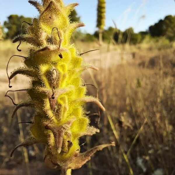 Bellardia trixago Fruit