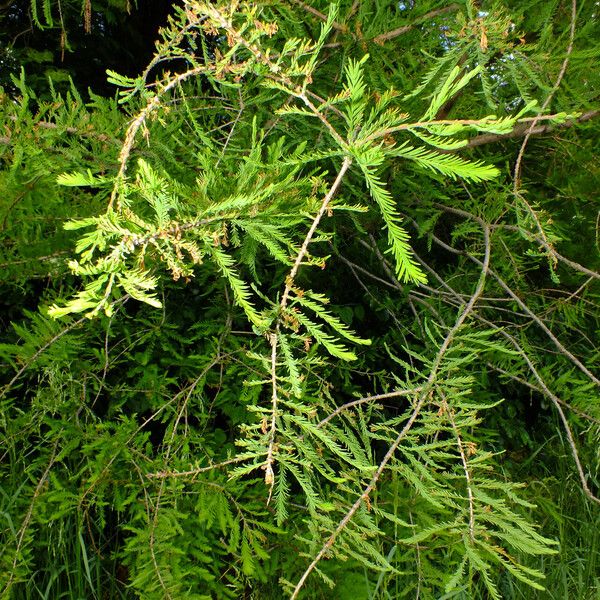 Taxodium distichum Φύλλο