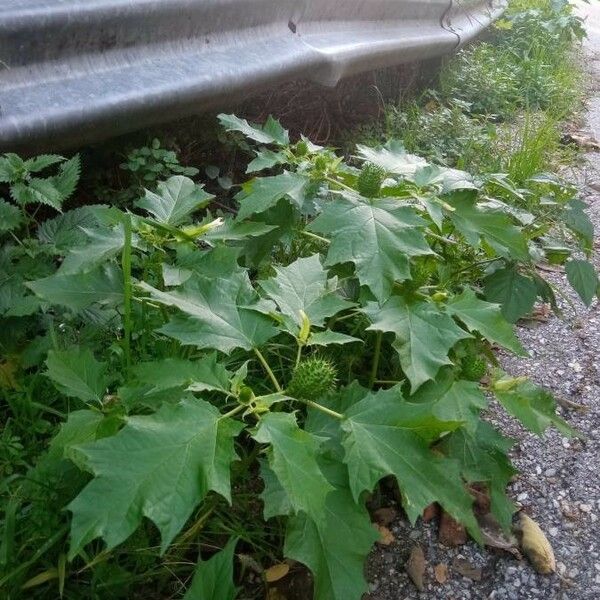 Datura stramonium Fuelha