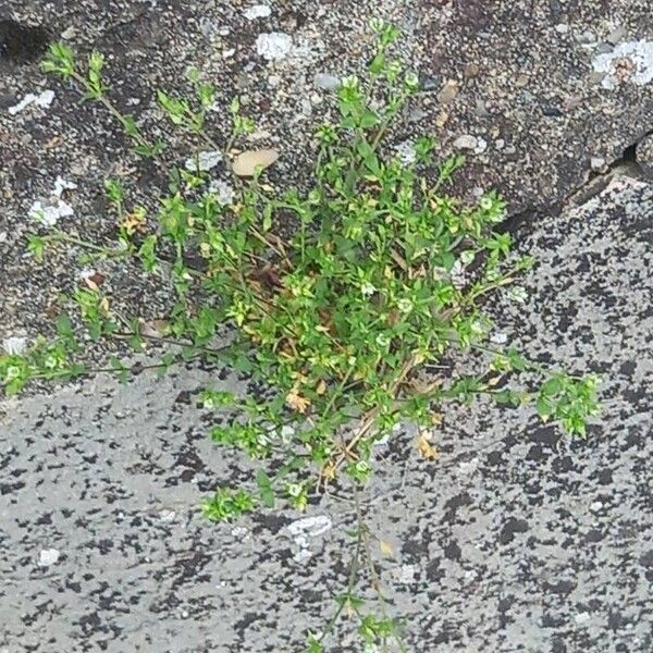 Arenaria serpyllifolia Цветок