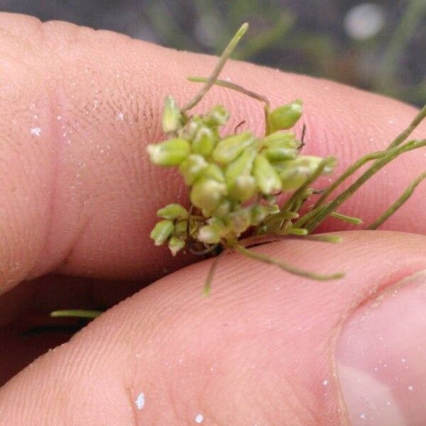 Sisymbrium altissimum Flor