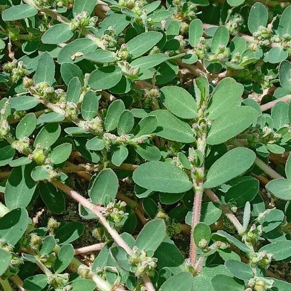 Euphorbia prostrata Deilen