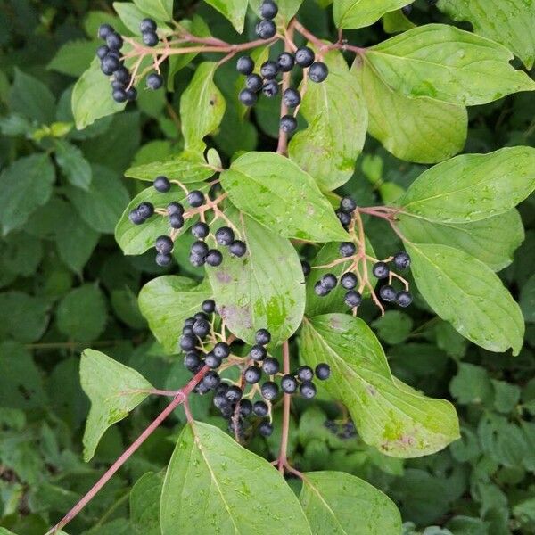 Cornus amomum Blad