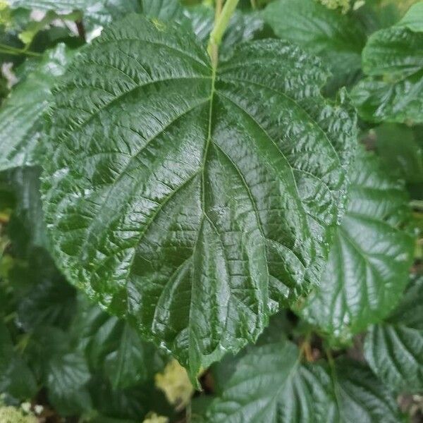 Hydrangea arborescens 葉