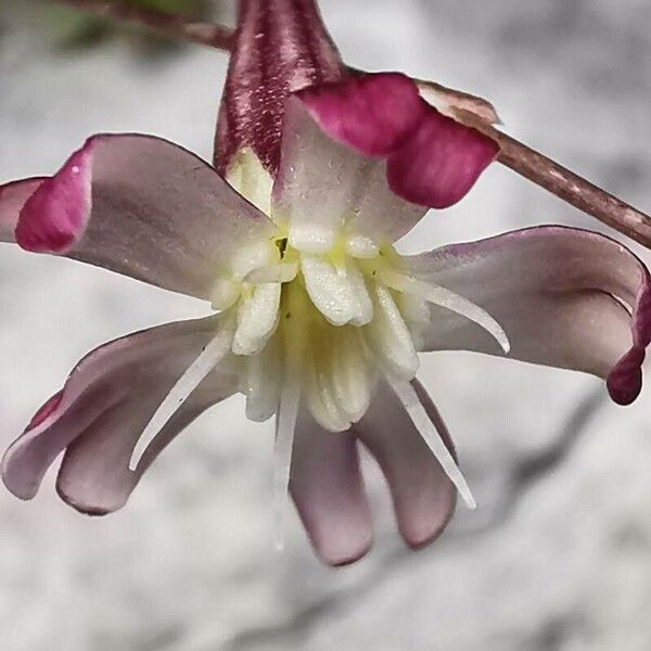 Silene ciliata 花