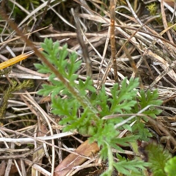 Erodium cicutarium Ліст