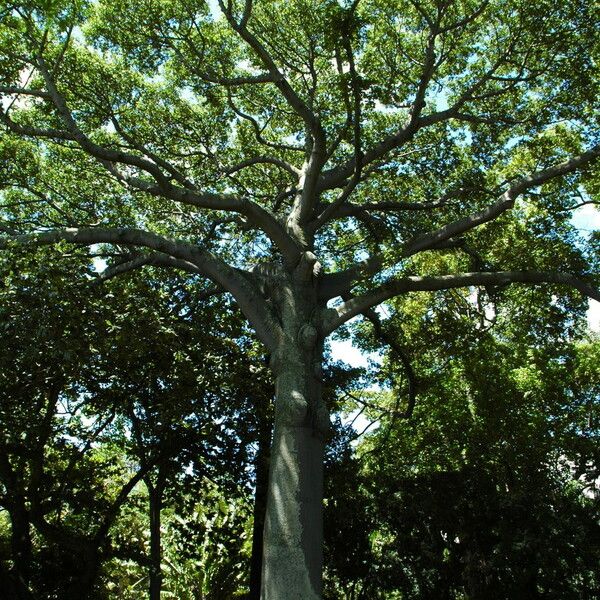 Ceiba pentandra ᱛᱟᱦᱮᱸ