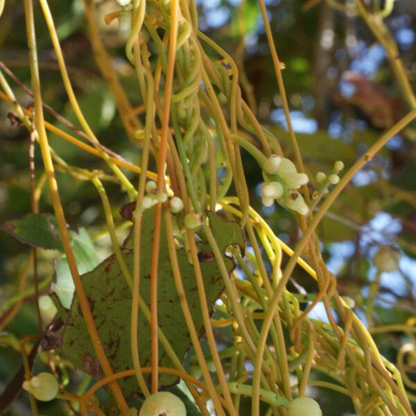 Cassytha filiformis Плод