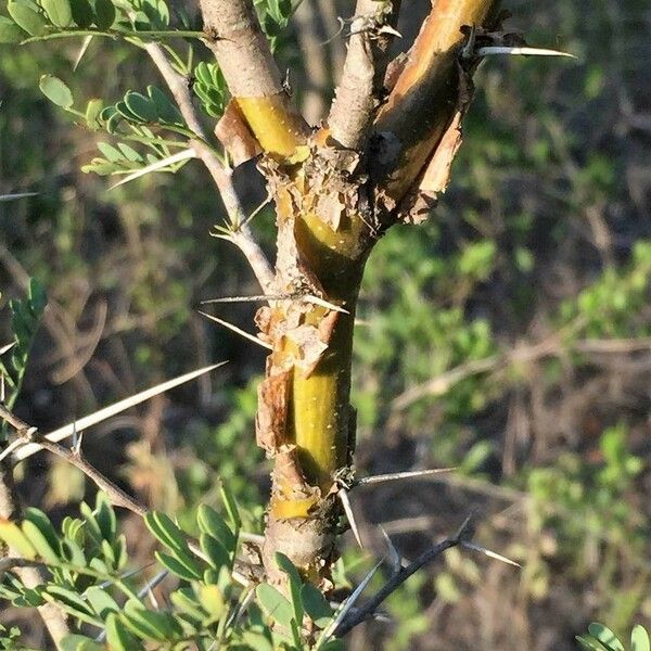 Vachellia exuvialis Frugt