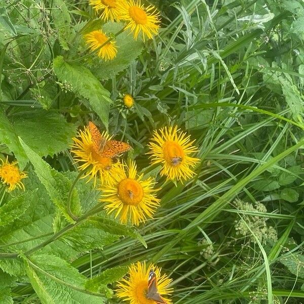 Telekia speciosa Flors