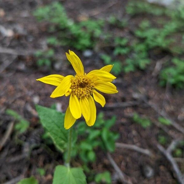 Arnica cordifolia ᱵᱟᱦᱟ