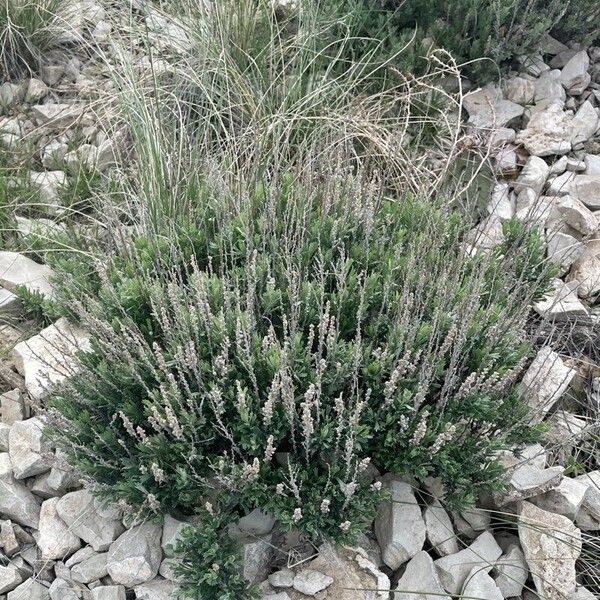 Artemisia tridentata Elinympäristö