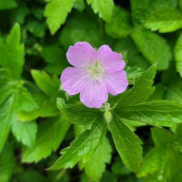 Geranium maculatum Žiedas