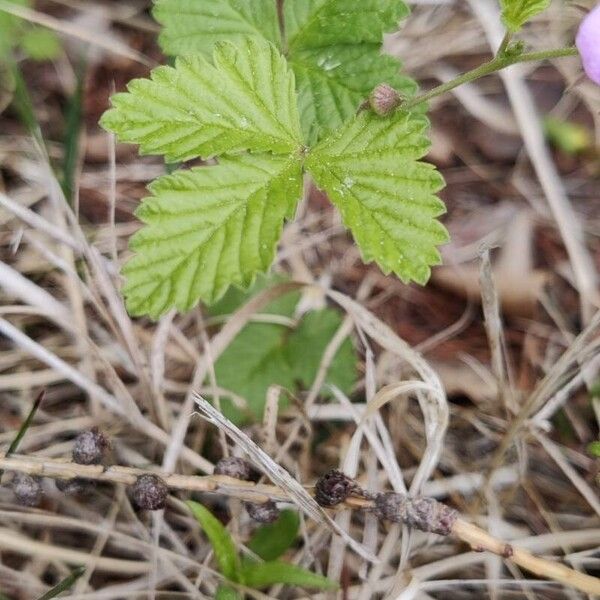 Rubus arcticus Blad