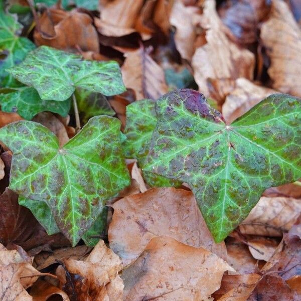 Hedera helix Inny