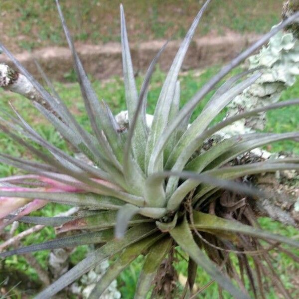 Tillandsia stricta Feuille