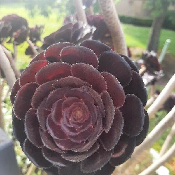 Aeonium arboreum Flower