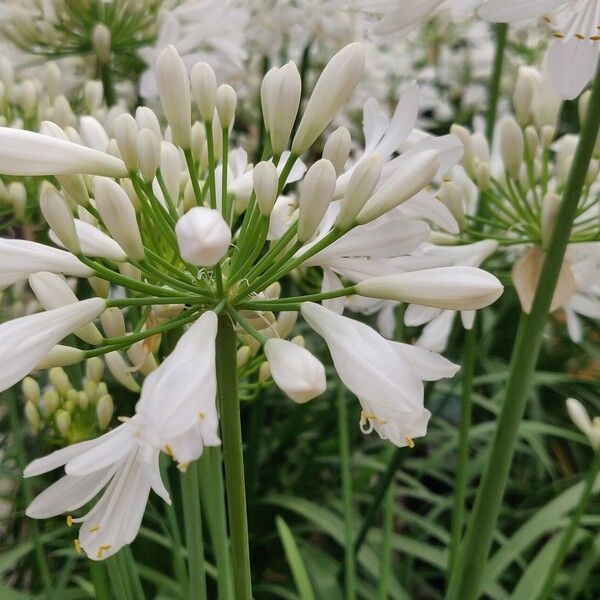 Agapanthus africanus 花