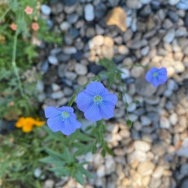 Linum lewisii Fiore