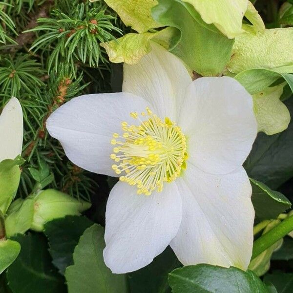 Helleborus niger Blüte