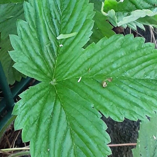 Fragaria viridis Blad