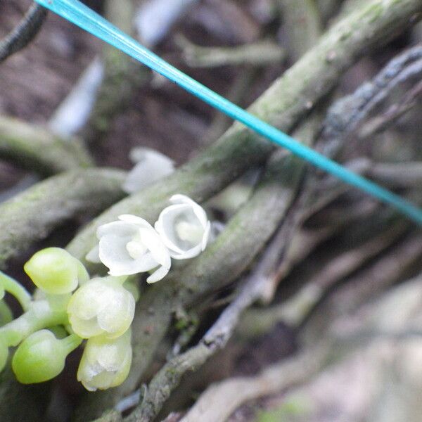 Rhipidoglossum densiflorum Flower