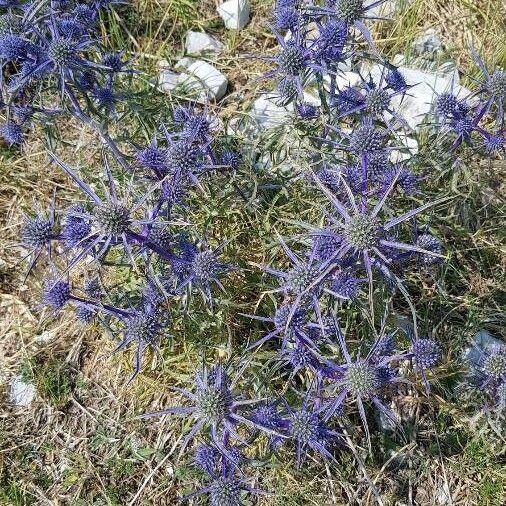 Eryngium amethystinum Квітка