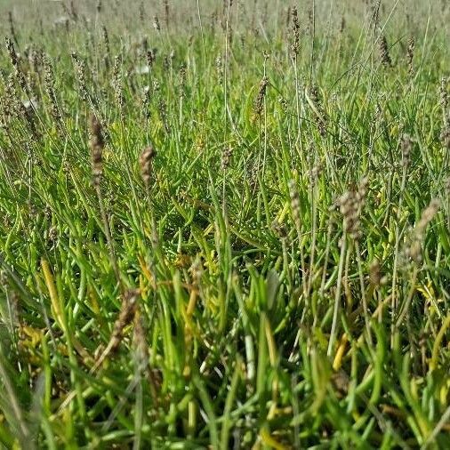 Plantago maritima Habit