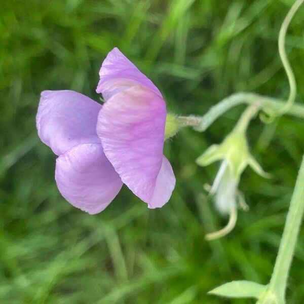 Lathyrus odoratus 花